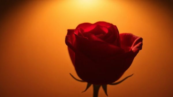 Découvrez comment un rose audacieux stimule vos désirs sexuels